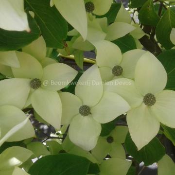 Cornus kousa 'China Girl'