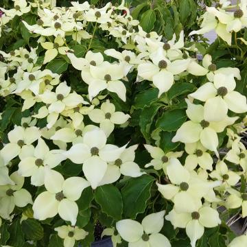 Cornus kousa 'Cherokee'