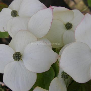 Cornus kousa 'Claudia'