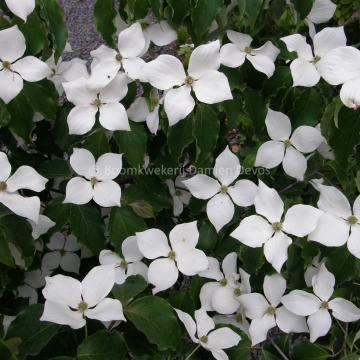 Cornus kousa 'Kreuzdame'