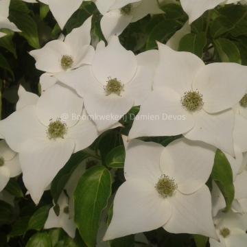 Cornus kousa 'Milky Way'