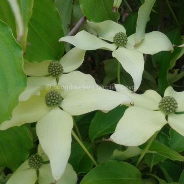 Cornus kousa 'Nicole'