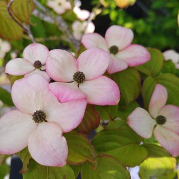 Cornus kousa 'Radiant Rose'