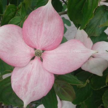 Cornus kousa 'Rosy Teacups' ®