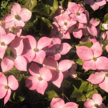 Cornus kousa 'Satomi'