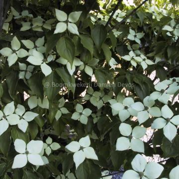 Cornus kousa 'Schmetterling'