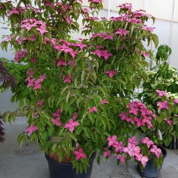 Cornus kousa 'Scarlet Fire'® (='Rutpink')