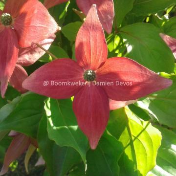 Cornus kousa 'Scarlet Fire'® (='Rutpink')