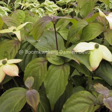 Cornus kousa 'Summer Stars'