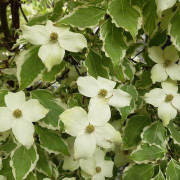 Cornus kousa 'Wolf Eyes'