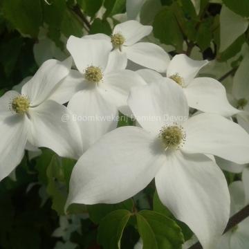 Cornus kousa 'White Giant'