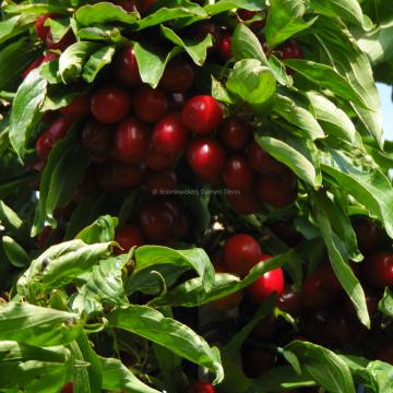 Cornus mas 'Jolico'
