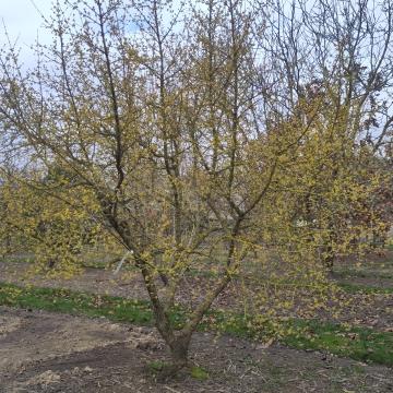 Cornus mas 'Tricolor'