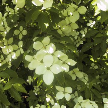 Cornus 'Norman Hadden'