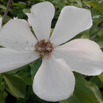 Cornus nuttallii 'Monarch'