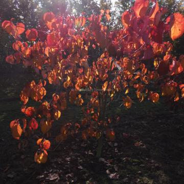 Cornus 'Ormonde'