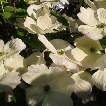 Cornus rutgersensis 'Aurora' (C. 'Rutban')