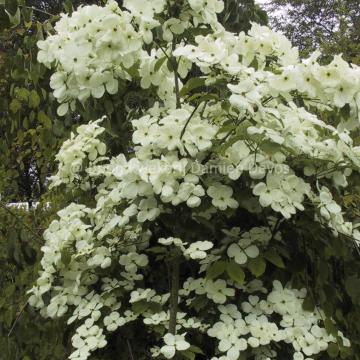 Cornus rutgersensis 'Galaxy' (C. 'Rutdan')