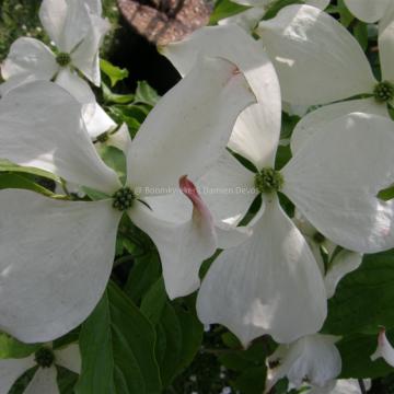 Cornus rutgersensis 'Ruth Ellen' (C. 'Rutlan')