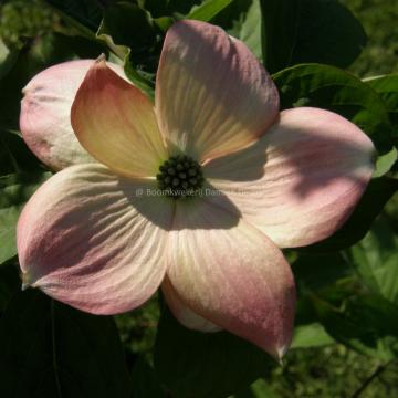 Cornus rutgersensis 'Stellar Pink' (C. ' Rutgan')