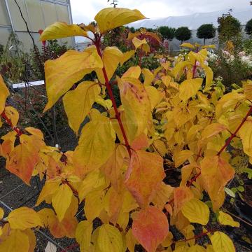 Cornus sanguinea 'Anny's Winter Orange'