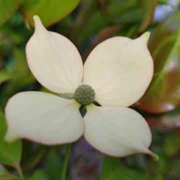 Cornus 'Summer Flair'