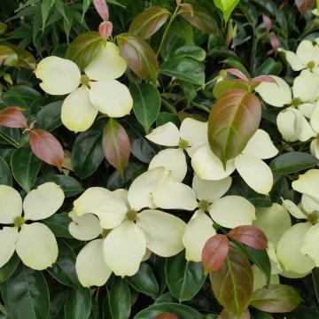 Cornus 'Summer Sky Tree'