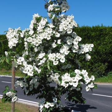 Cornus 'Venus' ®