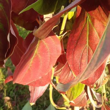 Cornus wilsoniana