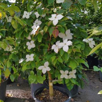 Cornus 'White Tetra'