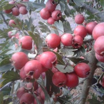 Crataegus azarolus 'Narbonne'