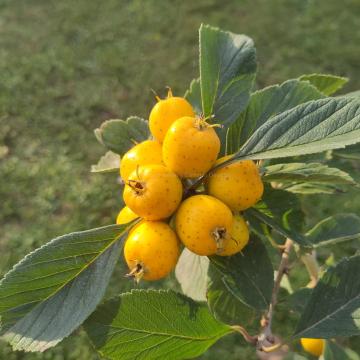 Crataegus mexicana 'Stipulacea'