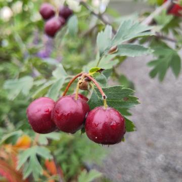 Crataegus schraderiana