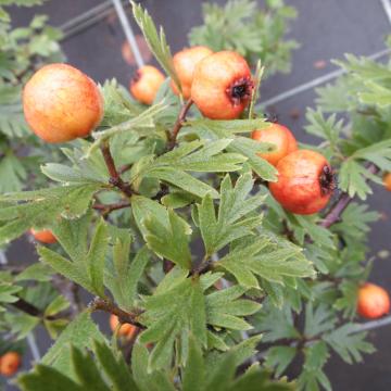 Crataegus tanacetifolia