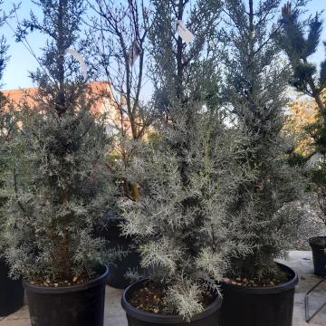 Cupressus arizonica 'Fastigiata'