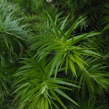 Cunninghamia lanceolata