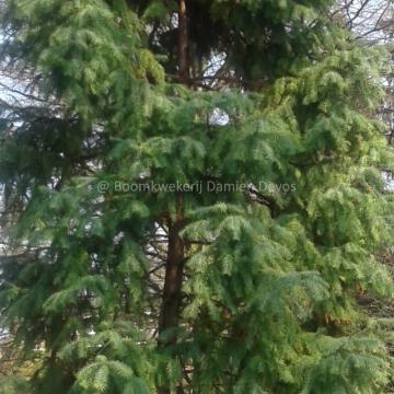 Cunninghamia lanceolata 'Glauca'