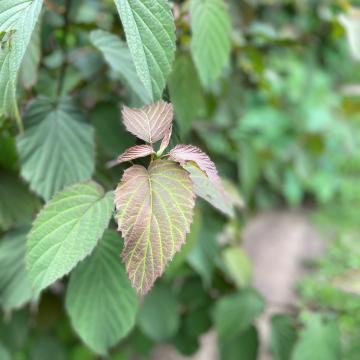 Davidia involucrata var. vilmoriniana