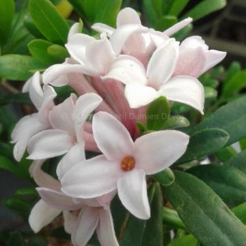 Daphne transatlantica 'Pink Fragrance' ®