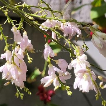 Desmodium elegans (D. tiliifolium)