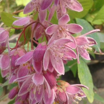 Deutzia hybrida 'Tourbillon Rouge' (x)