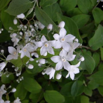 Deutzia setchuenensis var. corymbiflora