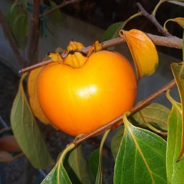 Diospyros kaki 'Rojo Brillante'