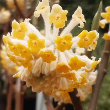 Edgeworthia chrysantha 'Grandiflora'