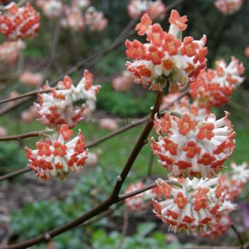 Edgeworthia chrysantha 'Red Dragon'