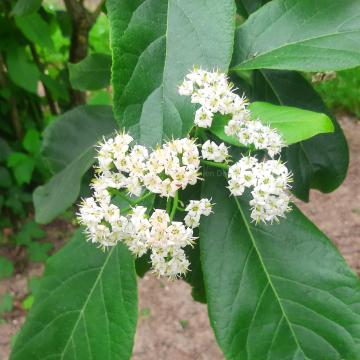 Ehretia acuminata