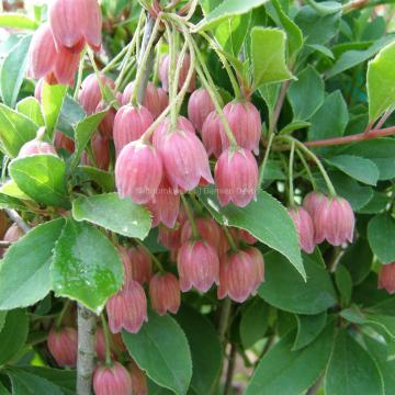 Enkianthus campanulatus