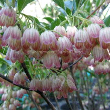 Enkianthus campanulatus var. palibinii