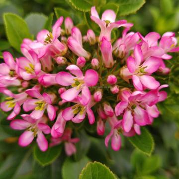 Escallonia leavis 'Pink Elle' ®