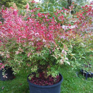 Euonymus alatus 'Ciliatodentatus'